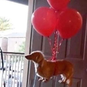 Meet your Posher, Db